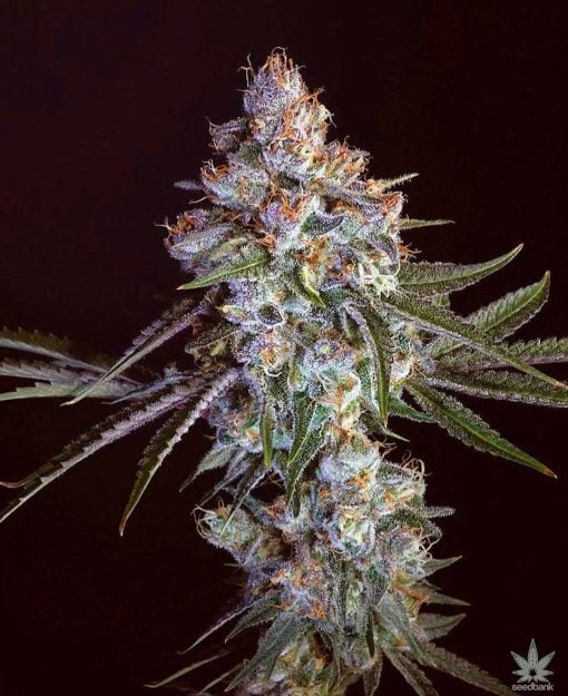 cherry pie seeds seedbank feminized