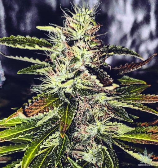 feminized kush marijuana seeds