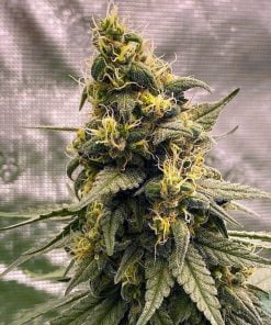 graines de cannabis Blackberry Kush