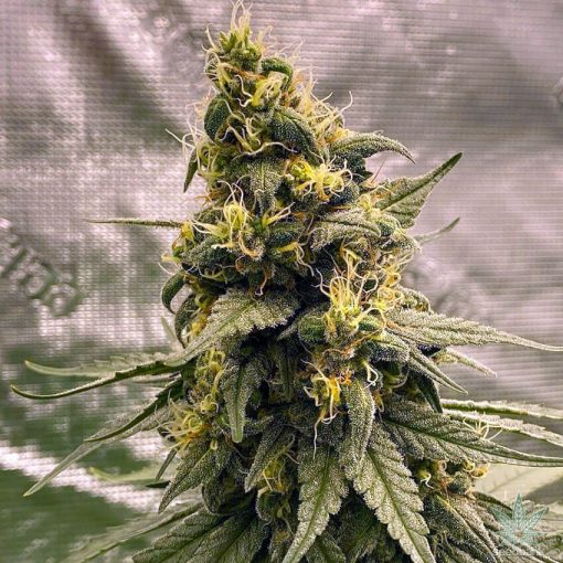 Semillas de cannabis Blackberry Kush