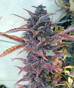 graines de cannabis kush aux baies noires