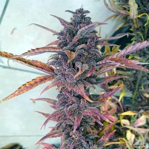 semillas de cannabis berry kush negro