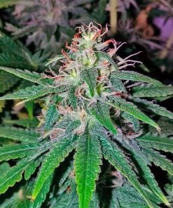feminized power plant cannabis seeds