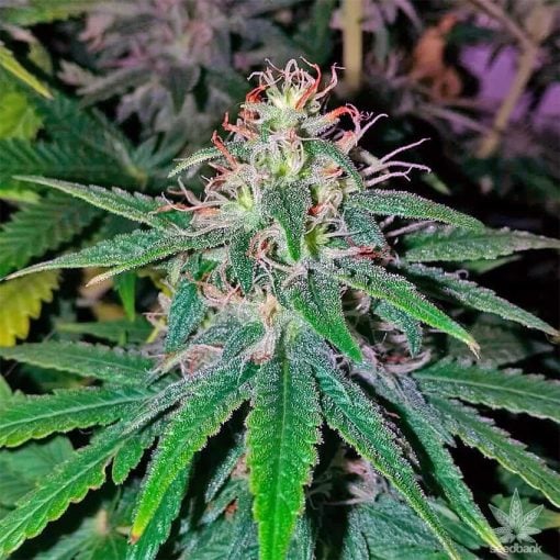 feminized power plant cannabis seeds