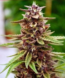 lavender seeds cannabis seed bank usa