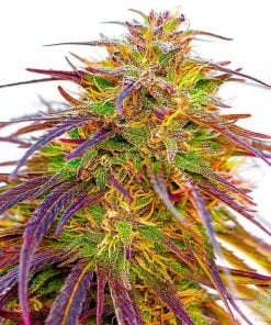 hybrid weed strain cannabis seed bank usa