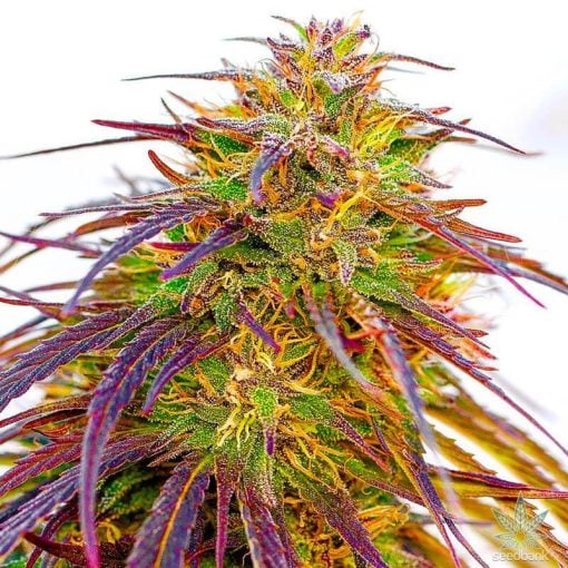 hybrid weed strain cannabis seed bank usa