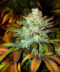 moby dick seeds