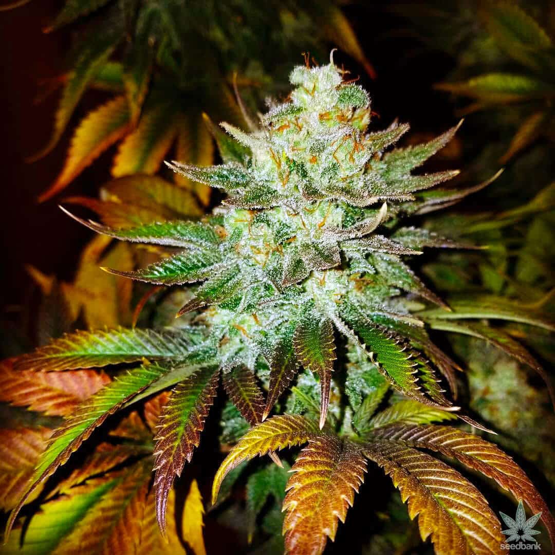 Moby Dick Strain Feminized Cannabis Seeds - Rocket Seeds