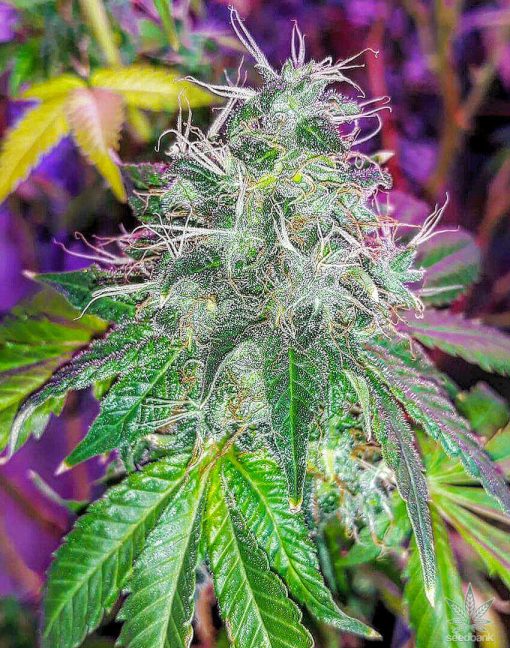 moby dick strain cannabis seeds