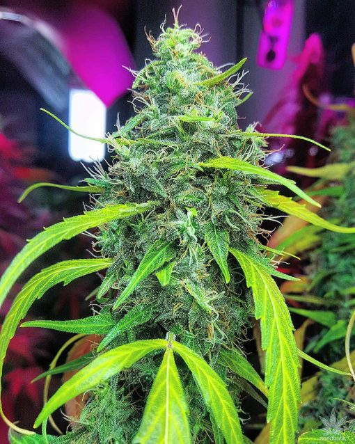 moby dick strain marijuana seed bank