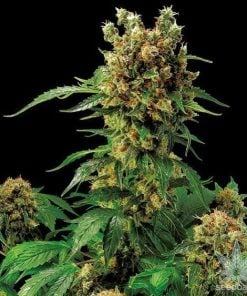 moby dick strain weed seeds