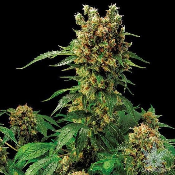 Moby Dick Strain Feminized Cannabis Seeds - Rocket Seeds