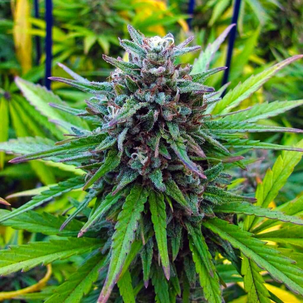 Power Plant Seeds Seed Bank Feminized Autoflower