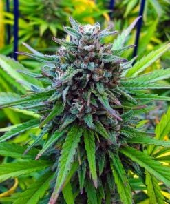 power plant seeds strain