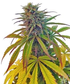 power plant seeds strain