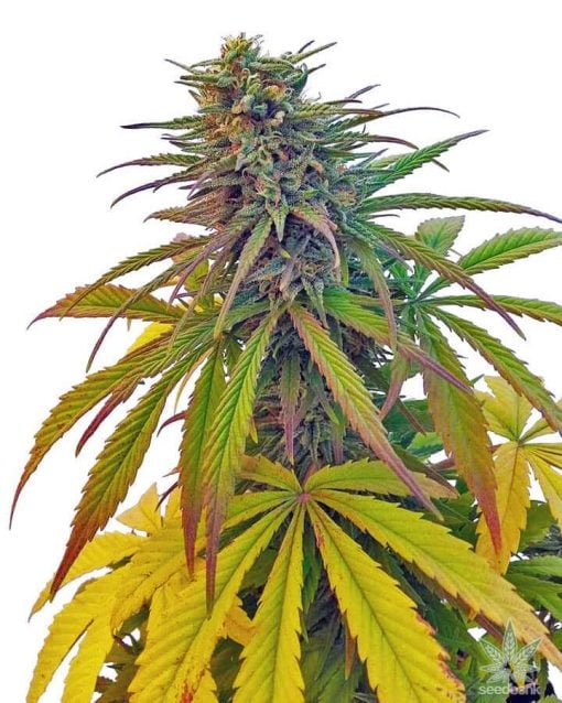 power plant seeds strain