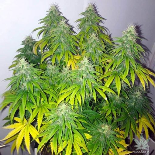 feminized powerplant seeds weed