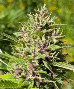 feminisierte Purple Haze-Samen