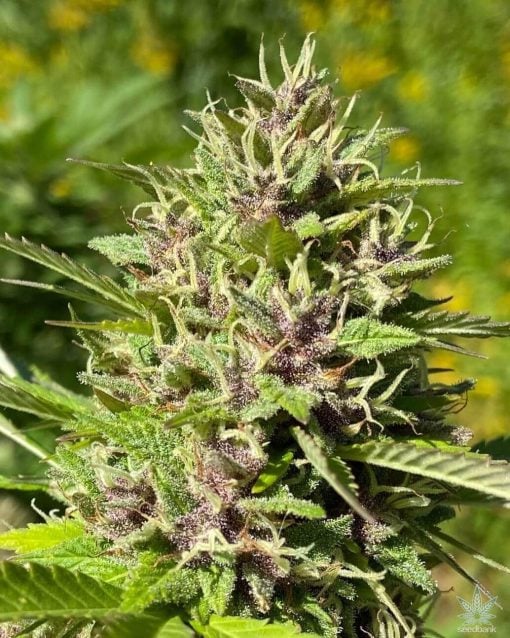 feminisierte Purple Haze-Samen