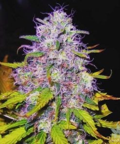 Purple Haze Marihuanasamen USA