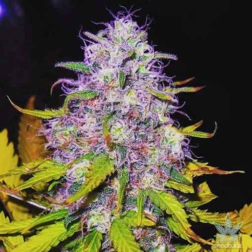 semillas de marihuana purple haze usa