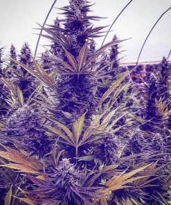 Purple Haze-Sorte Marihuanasamen USA
