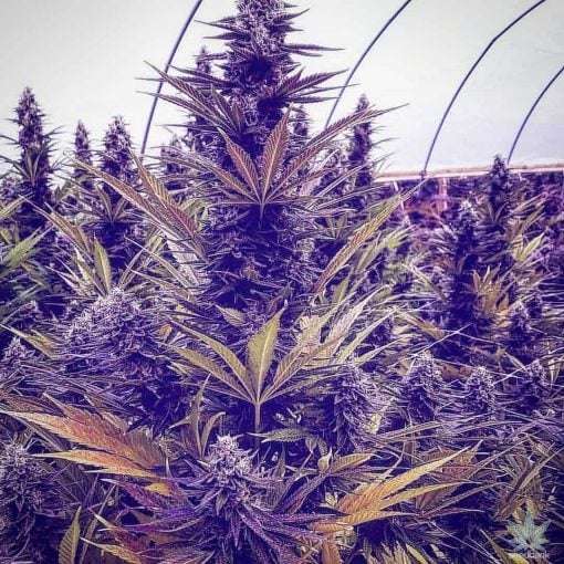 Semillas de marihuana de variedad Purple Haze EE. UU.