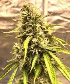 trainwreck strain cannabis seeds