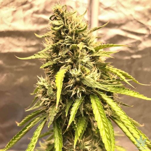 Semillas de cannabis de la variedad Trainwreck.