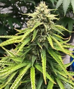 trainwreck strain marijuana seeds