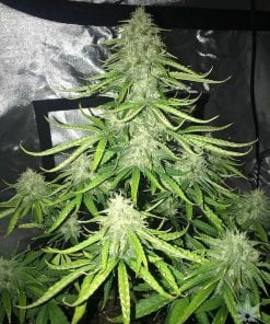 Semillas de malezas de cepa Trainwreck