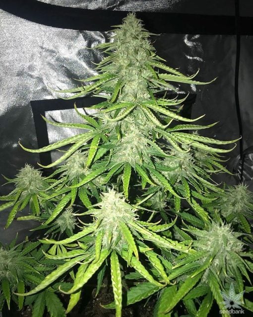 Semillas de malezas de cepa Trainwreck