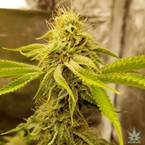 white russian seeds cannabis