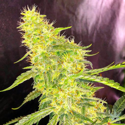 white russian seeds usa