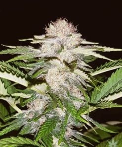 white russian seeds
