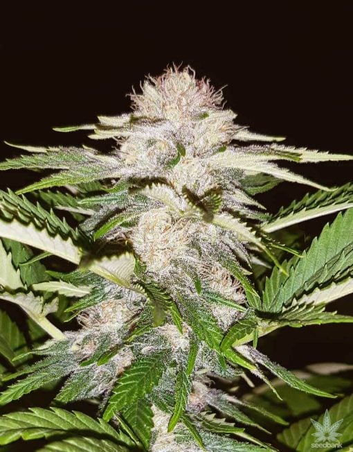 white russian seeds