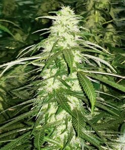 white russian strain marijuana seeds