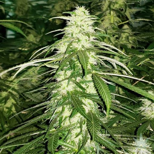 white russian strain marijuana seeds