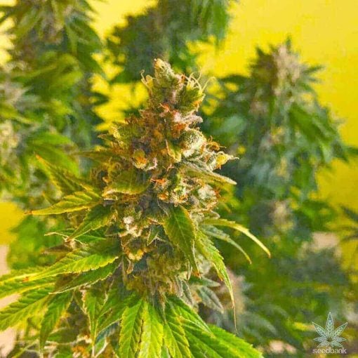 blue haze strain
