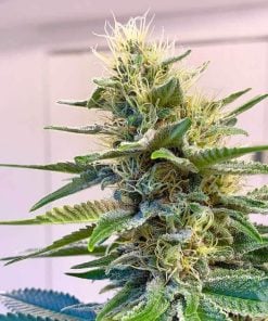 Blue Widow cannabis seeds