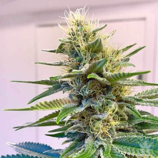 Blue Widow cannabis seeds