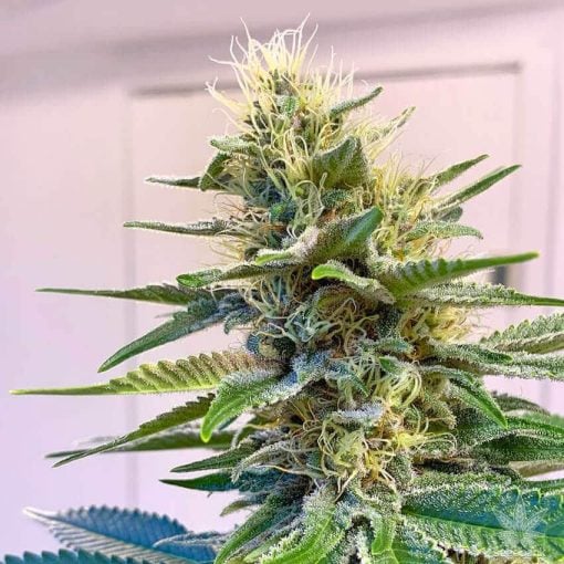 Graines de cannabis Blue Widow