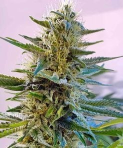 Blue Widow-Marihuanasamen