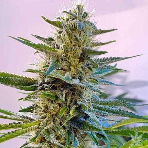 Blue Widow marijuana seeds
