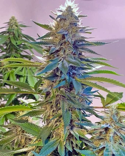 Blue Widow-Samen