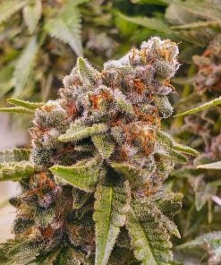 Blue Widow cannabis seeds