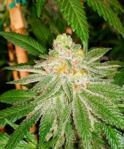 Cepa de hierba Blue Widow