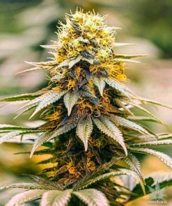 california dream weed seeds