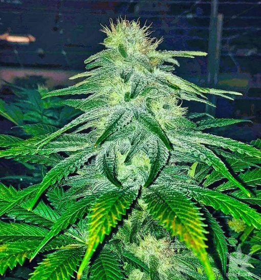 graines de citron diesel